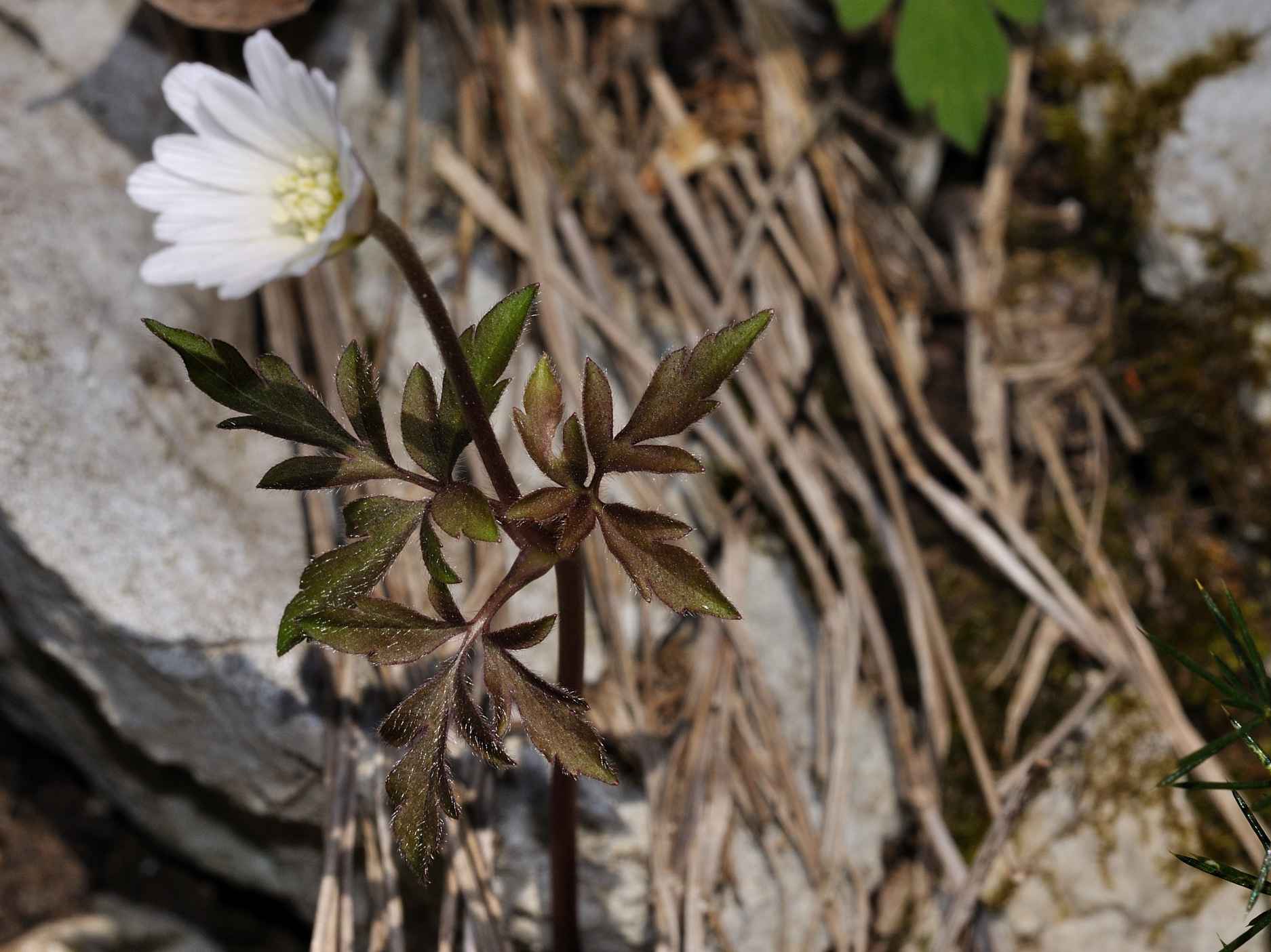 Anemone apennina